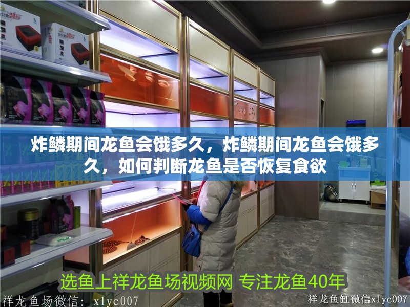 炸鱗期間龍魚會餓多久，炸鱗期間龍魚會餓多久，如何判斷龍魚是否恢復食欲