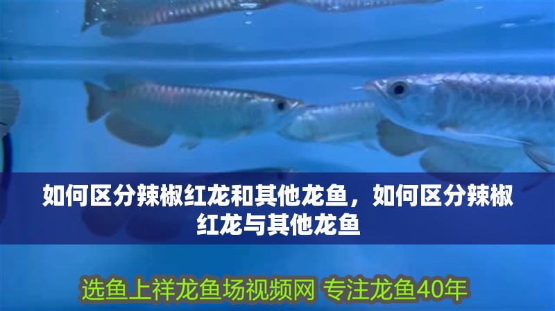 如何區分辣椒紅龍和其他龍魚，如何區分辣椒紅龍與其他龍魚