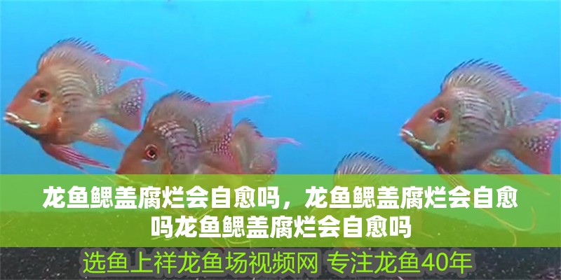 龍魚鰓蓋腐爛會自愈嗎，龍魚鰓蓋腐爛會自愈嗎龍魚鰓蓋腐爛會自愈嗎