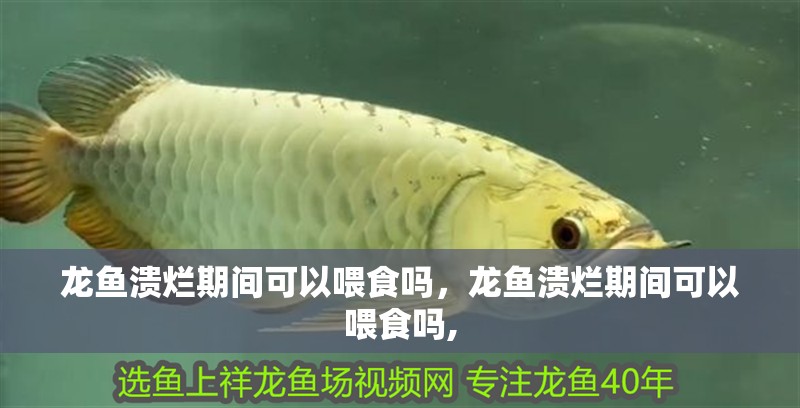 龍魚潰爛期間可以喂食嗎，龍魚潰爛期間可以喂食嗎,