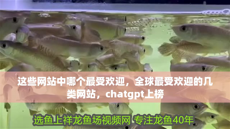 這些網站中哪個最受歡迎，全球最受歡迎的幾類網站，chatgpt上榜