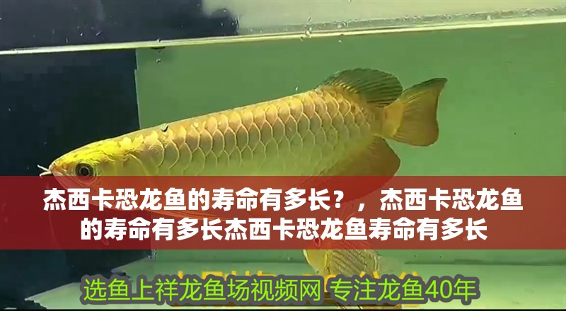 杰西卡恐龍魚的壽命有多長？，杰西卡恐龍魚的壽命有多長杰西卡恐龍魚壽命有多長