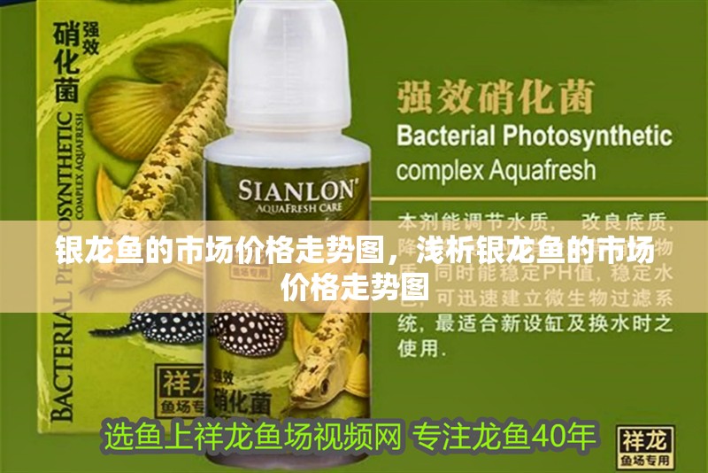 銀龍魚的市場價(jià)格走勢圖，淺析銀龍魚的市場價(jià)格走勢圖