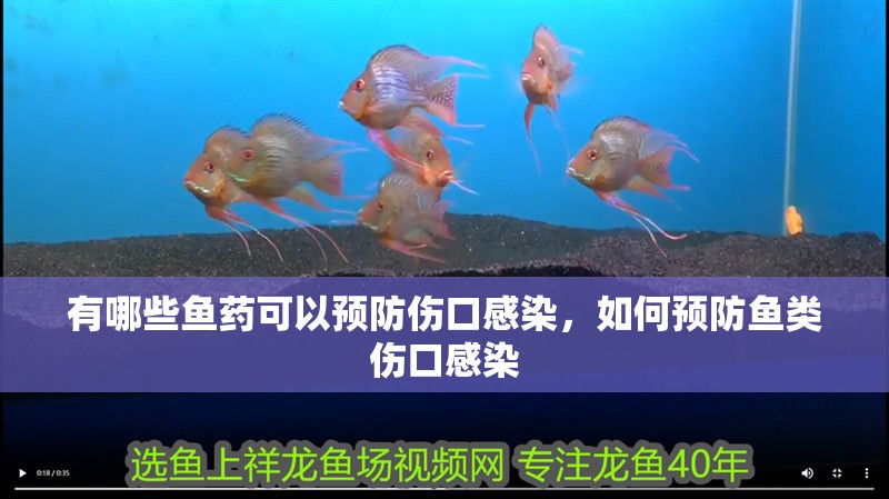 有哪些魚藥可以預防傷口感染，如何預防魚類傷口感染