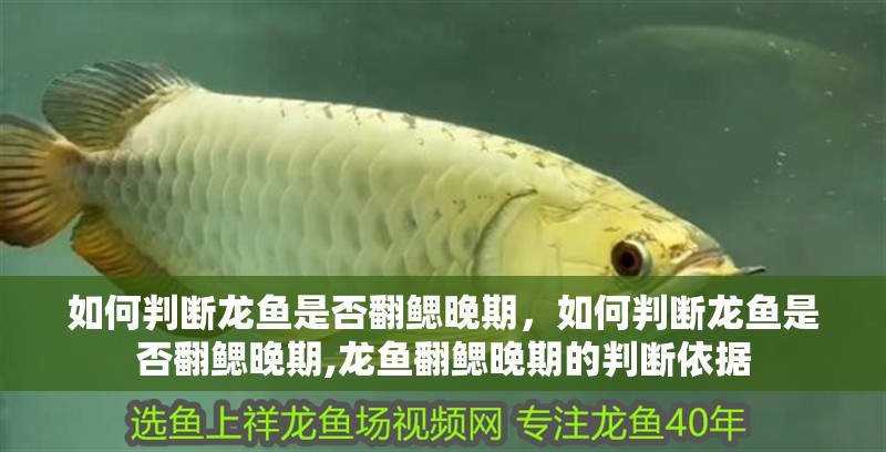 如何判斷龍魚是否翻鰓晚期，如何判斷龍魚是否翻鰓晚期,龍魚翻鰓晚期的判斷依據