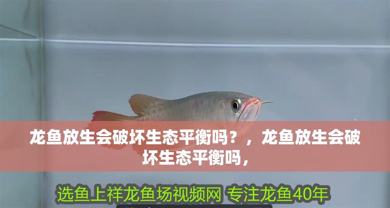 龍魚放生會(huì)破壞生態(tài)平衡嗎？，龍魚放生會(huì)破壞生態(tài)平衡嗎，