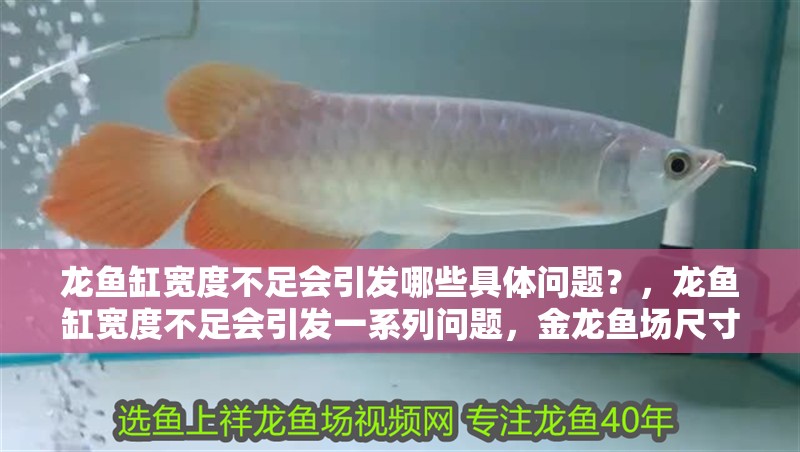 龍魚缸寬度不足會引發(fā)哪些具體問題？，龍魚缸寬度不足會引發(fā)一系列問題，金龍魚場尺寸選擇清單