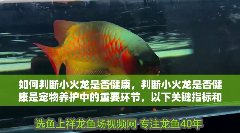 如何判斷小火龍是否健康，判斷小火龍是否健康是寵物養護中的重要環節，以下關鍵指標和方法