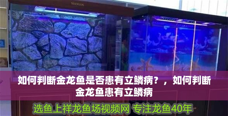 如何判斷金龍魚是否患有立鱗病？，如何判斷金龍魚患有立鱗病