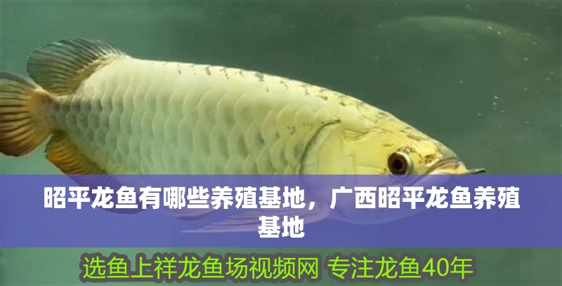 昭平龍魚(yú)有哪些養(yǎng)殖基地，廣西昭平龍魚(yú)養(yǎng)殖基地