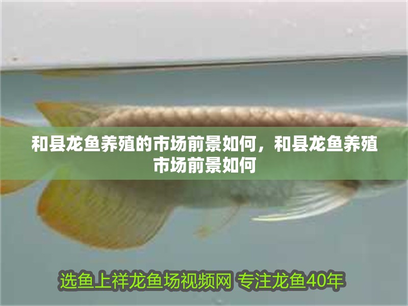 和縣龍魚養殖的市場前景如何，和縣龍魚養殖市場前景如何