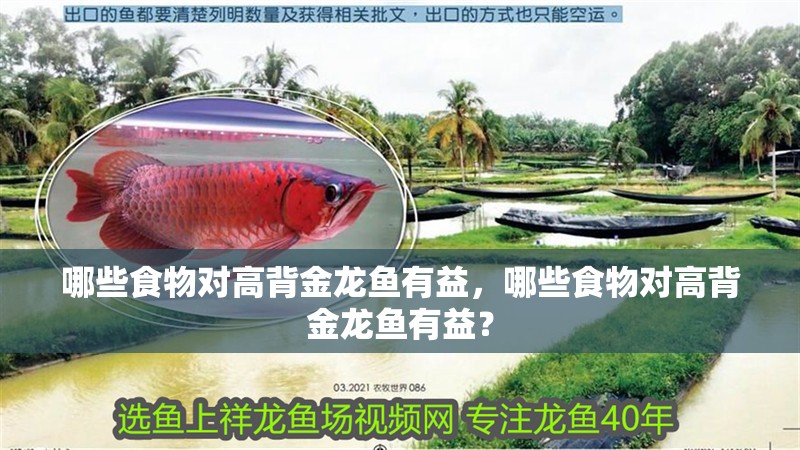 哪些食物對高背金龍魚有益，哪些食物對高背金龍魚有益？