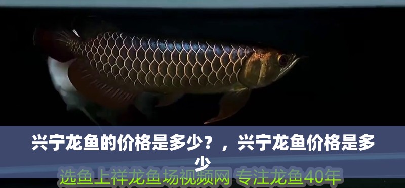 興寧龍魚的價格是多少？，興寧龍魚價格是多少