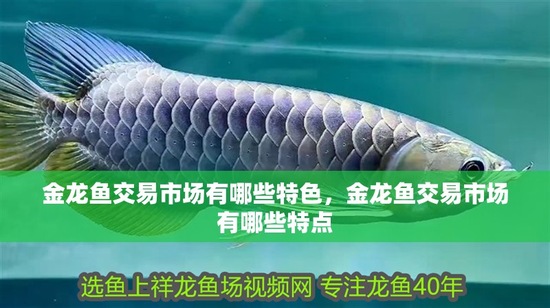 金龍魚交易市場有哪些特色，金龍魚交易市場有哪些特點(diǎn)