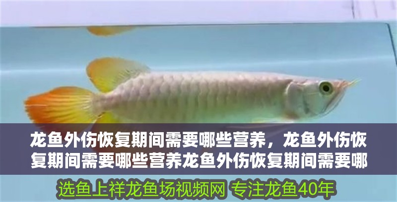 龍魚外傷恢復期間需要哪些營養，龍魚外傷恢復期間需要哪些營養龍魚外傷恢復期間需要哪些營養