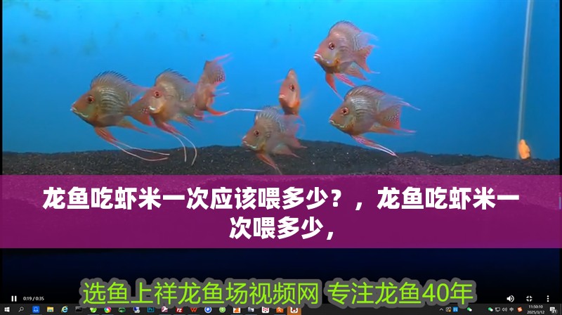 龍魚吃蝦米一次應該喂多少？，龍魚吃蝦米一次喂多少，