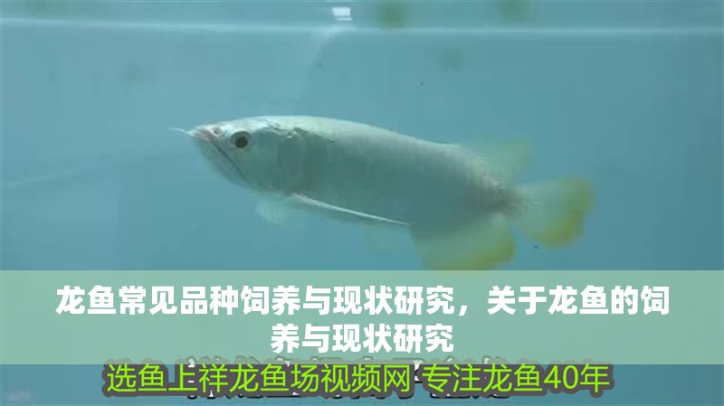 龍魚常見品種飼養與現狀研究，關于龍魚的飼養與現狀研究