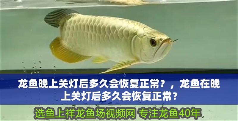 龍魚晚上關燈后多久會恢復正常？，龍魚在晚上關燈后多久會恢復正常？