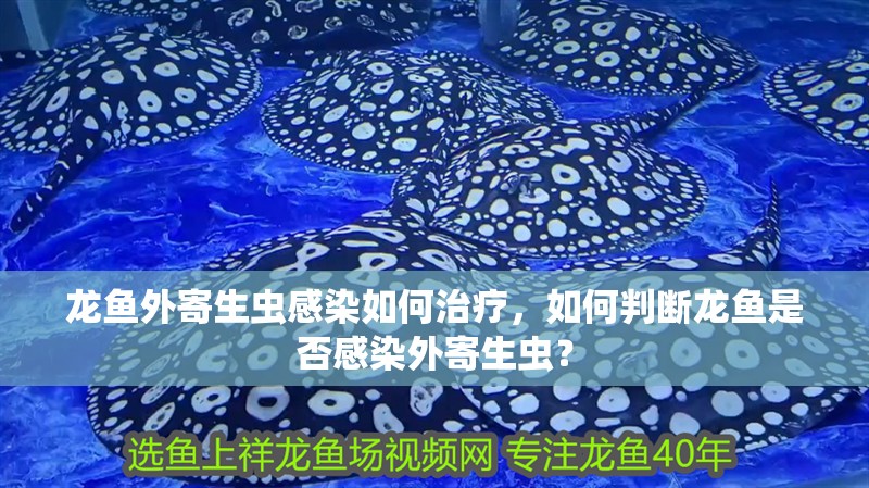 龍魚(yú)外寄生蟲(chóng)感染如何治療，如何判斷龍魚(yú)是否感染外寄生蟲(chóng)？