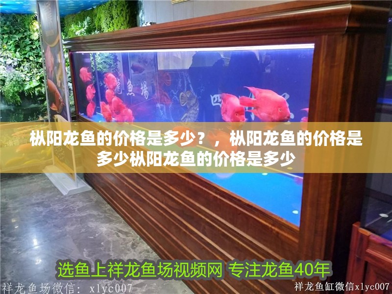 樅陽龍魚的價格是多少？，樅陽龍魚的價格是多少樅陽龍魚的價格是多少