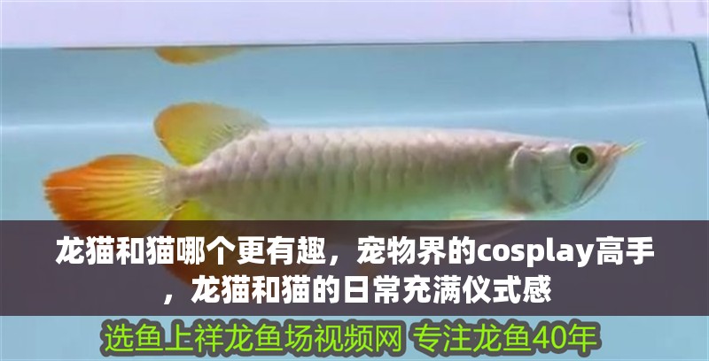 龍貓和貓哪個更有趣，寵物界的cosplay高手，龍貓和貓的日常充滿儀式感