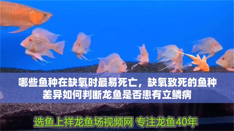 哪些魚種在缺氧時最易死亡，缺氧致死的魚種差異如何判斷龍魚是否患有立鱗病