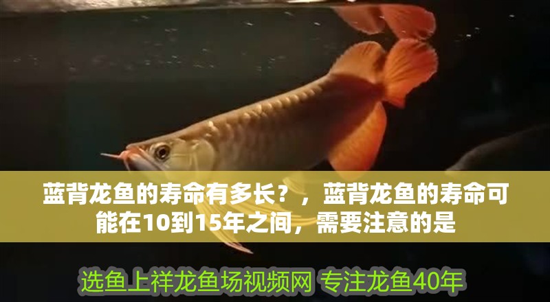 藍(lán)背龍魚的壽命有多長(zhǎng)？，藍(lán)背龍魚的壽命可能在10到15年之間，需要注意的是