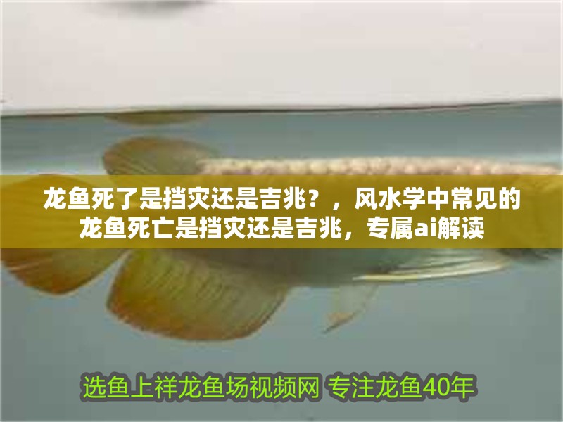 龍魚死了是擋災還是吉兆？，風水學中常見的龍魚死亡是擋災還是吉兆，專屬ai解讀
