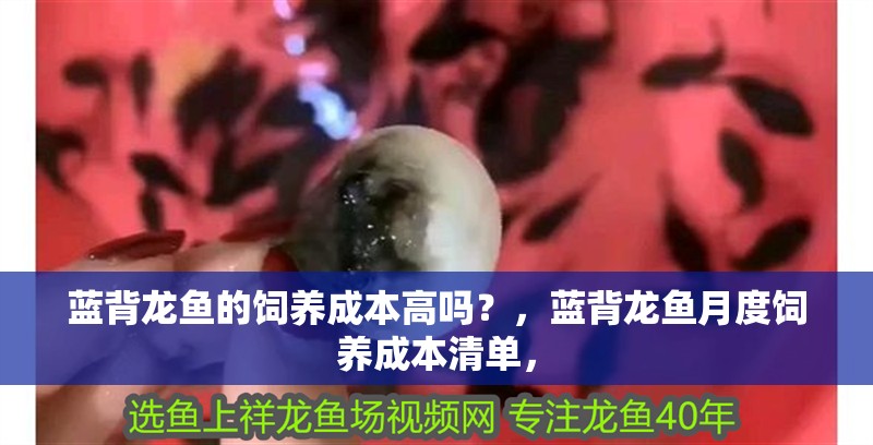 藍背龍魚的飼養成本高嗎？，藍背龍魚月度飼養成本清單，