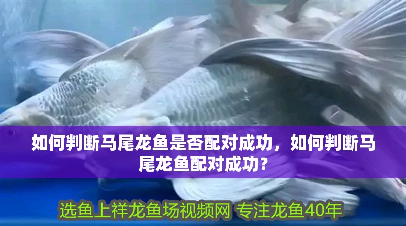 如何判斷馬尾龍魚是否配對成功，如何判斷馬尾龍魚配對成功？