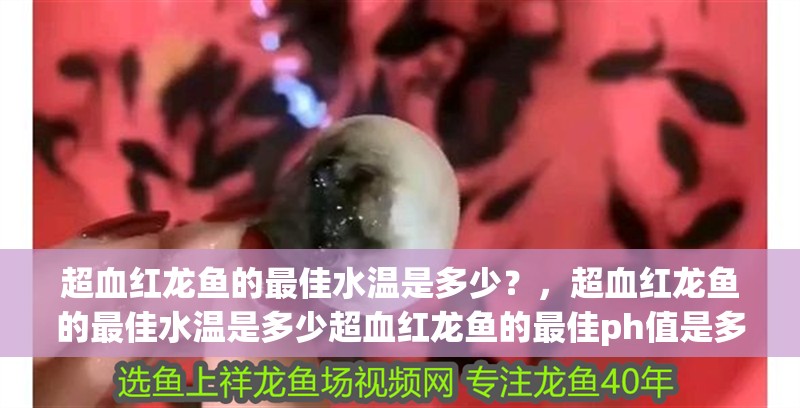 超血紅龍魚的最佳水溫是多少？，超血紅龍魚的最佳水溫是多少超血紅龍魚的最佳ph值是多少