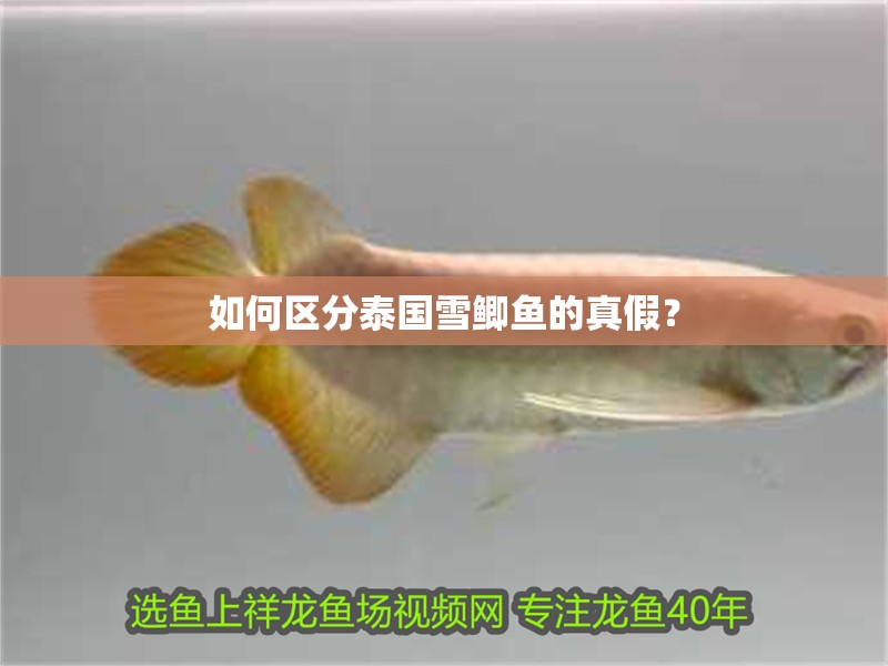 如何區分泰國雪鯽魚的真假？