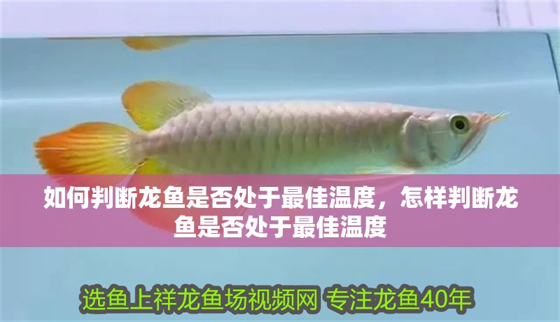 如何判斷龍魚是否處于最佳溫度，怎樣判斷龍魚是否處于最佳溫度