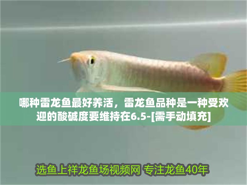 哪種雷龍魚最好養(yǎng)活，雷龍魚品種是一種受歡迎的酸堿度要維持在6.5-[需手動(dòng)填充]