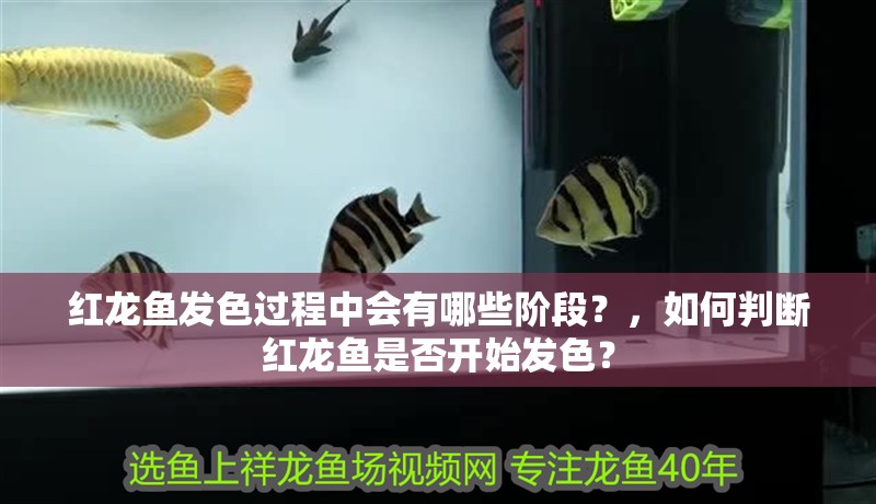 紅龍魚發色過程中會有哪些階段？，如何判斷紅龍魚是否開始發色？