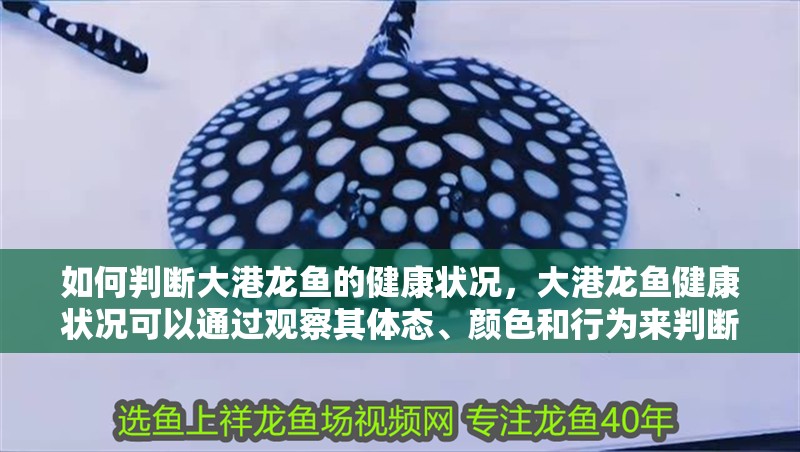 如何判斷大港龍魚的健康狀況，大港龍魚健康狀況可以通過觀察其體態(tài)、顏色和行為來判斷