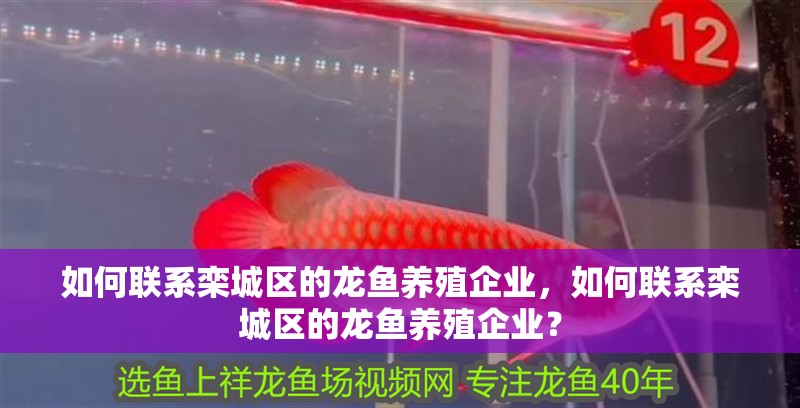 如何聯系欒城區的龍魚養殖企業，如何聯系欒城區的龍魚養殖企業？