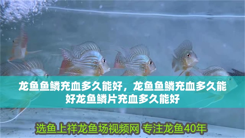 龍魚魚鱗充血多久能好，龍魚魚鱗充血多久能好龍魚鱗片充血多久能好