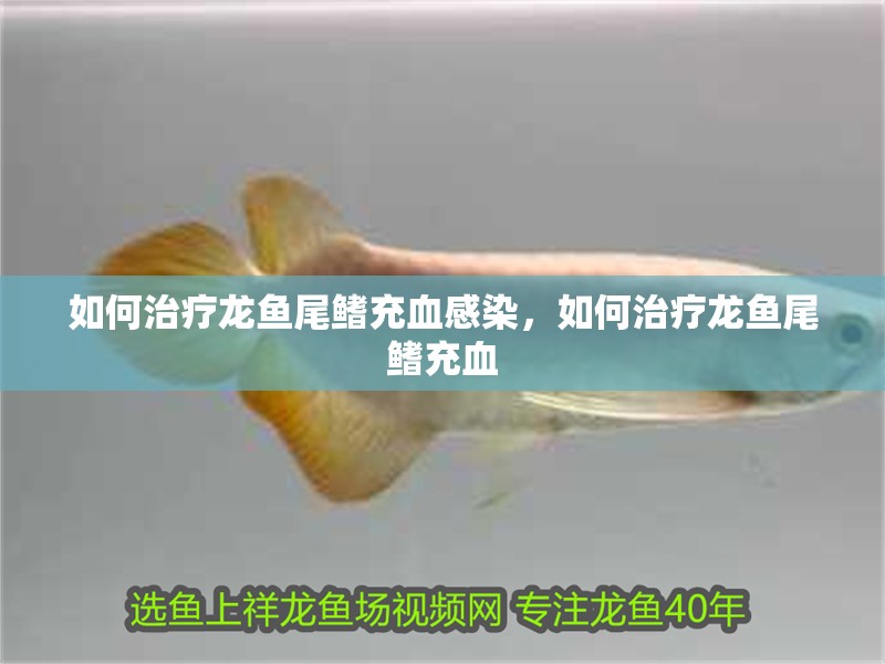 如何治療龍魚尾鰭充血感染，如何治療龍魚尾鰭充血