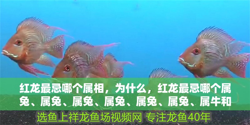 紅龍最忌哪個屬相，為什么，紅龍最忌哪個屬兔、屬兔、屬兔、屬兔、屬兔、屬兔、屬牛和屬龍