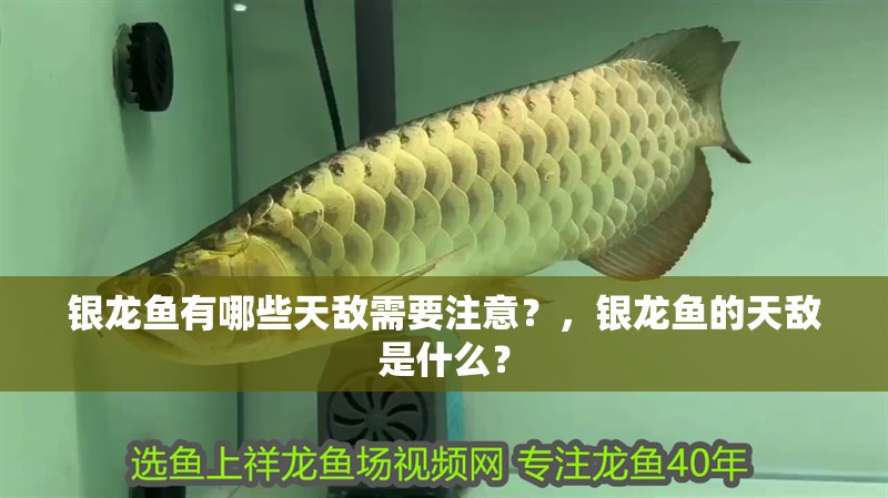 銀龍魚有哪些天敵需要注意？，銀龍魚的天敵是什么？