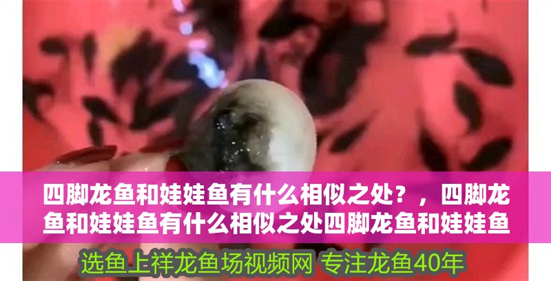四腳龍魚(yú)和娃娃魚(yú)有什么相似之處？，四腳龍魚(yú)和娃娃魚(yú)有什么相似之處四腳龍魚(yú)和娃娃魚(yú)哪個(gè)更常見(jiàn)