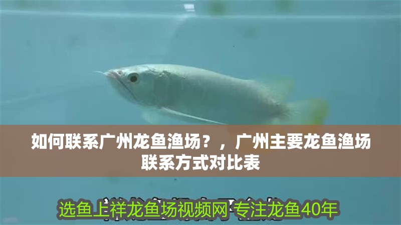 如何聯系廣州龍魚漁場？，廣州主要龍魚漁場聯系方式對比表