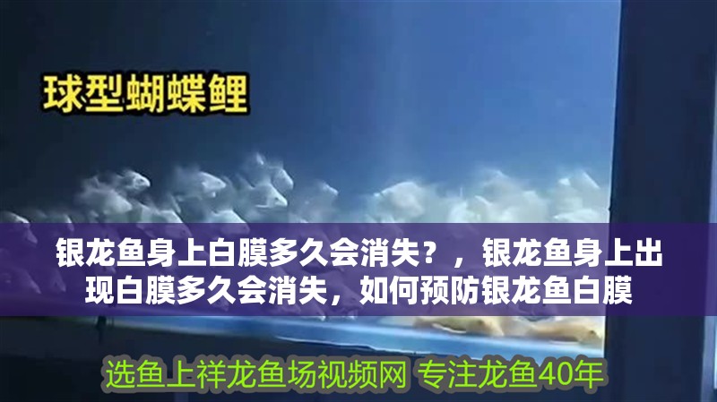 銀龍魚身上白膜多久會消失？，銀龍魚身上出現白膜多久會消失，如何預防銀龍魚白膜
