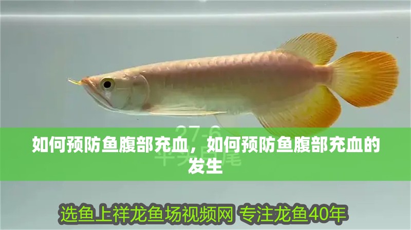 如何預防魚腹部充血，如何預防魚腹部充血的發(fā)生