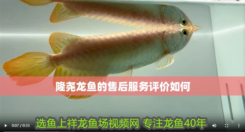 隆堯龍魚的售后服務評價如何