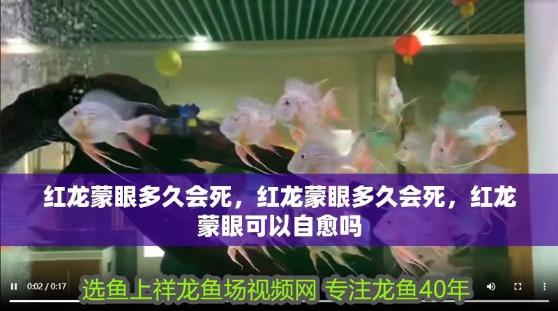 紅龍蒙眼多久會死，紅龍蒙眼多久會死，紅龍蒙眼可以自愈嗎