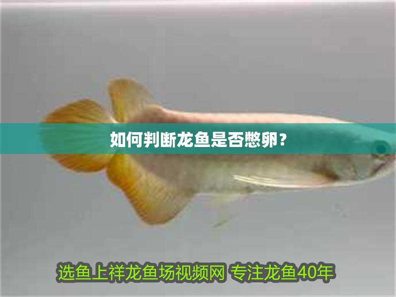 如何判斷龍魚(yú)是否憋卵？