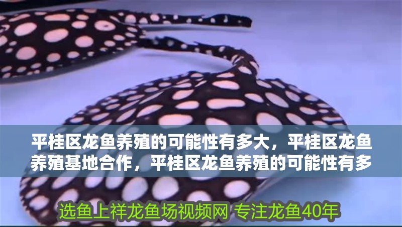 平桂區(qū)龍魚養(yǎng)殖的可能性有多大，平桂區(qū)龍魚養(yǎng)殖基地合作，平桂區(qū)龍魚養(yǎng)殖的可能性有多大