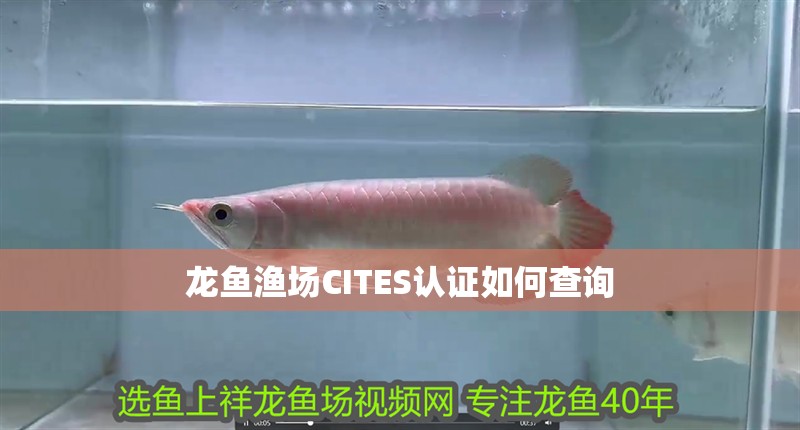 龍魚漁場CITES認證如何查詢